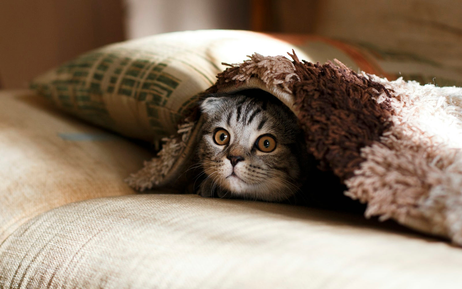 Cat curled up in a warm blanket