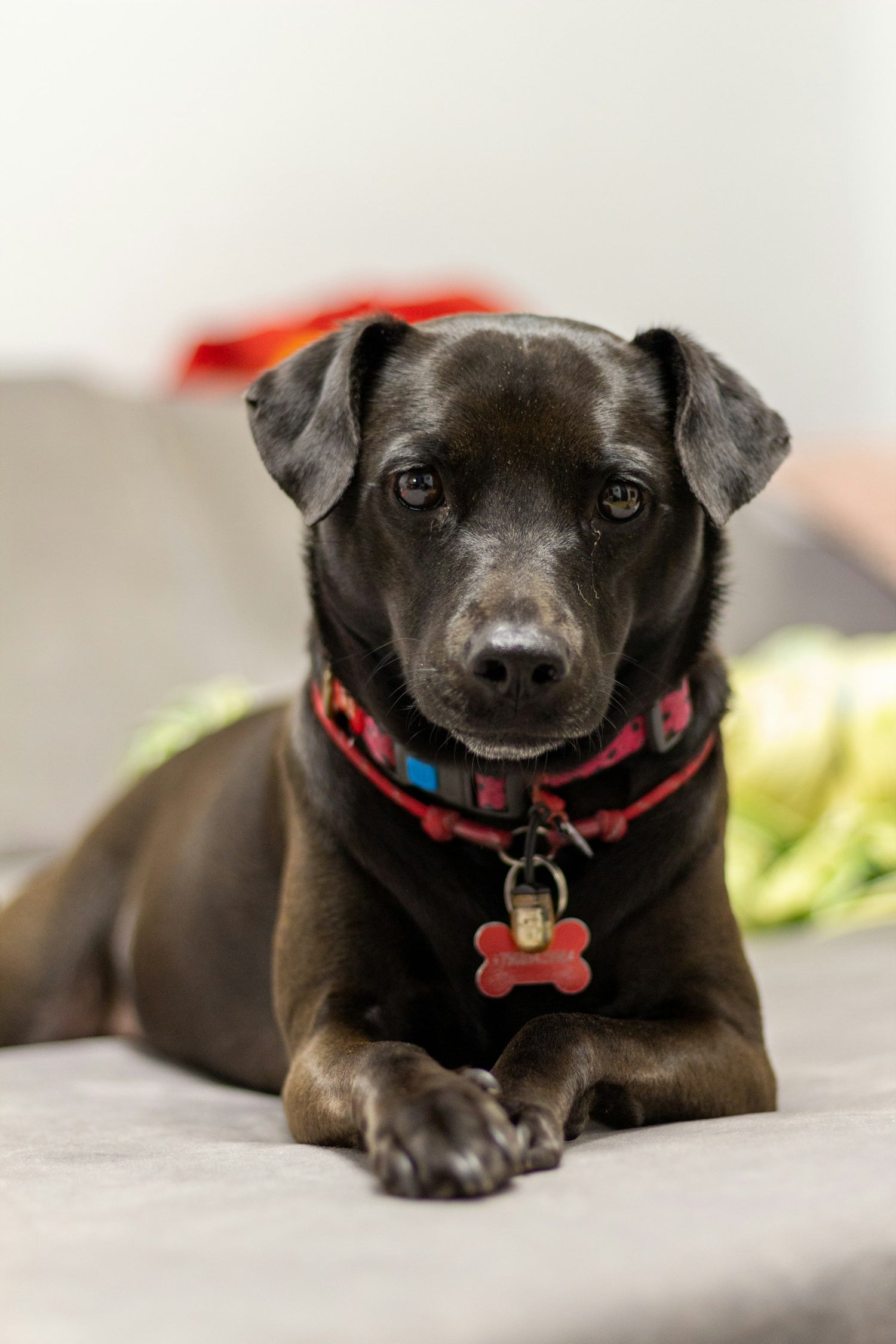 Dog resting on a cosy bed