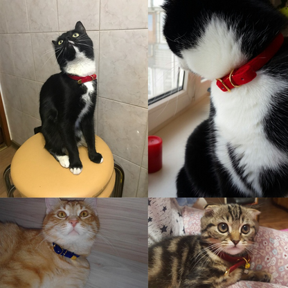 Belmont Breakaway Cat Collar
