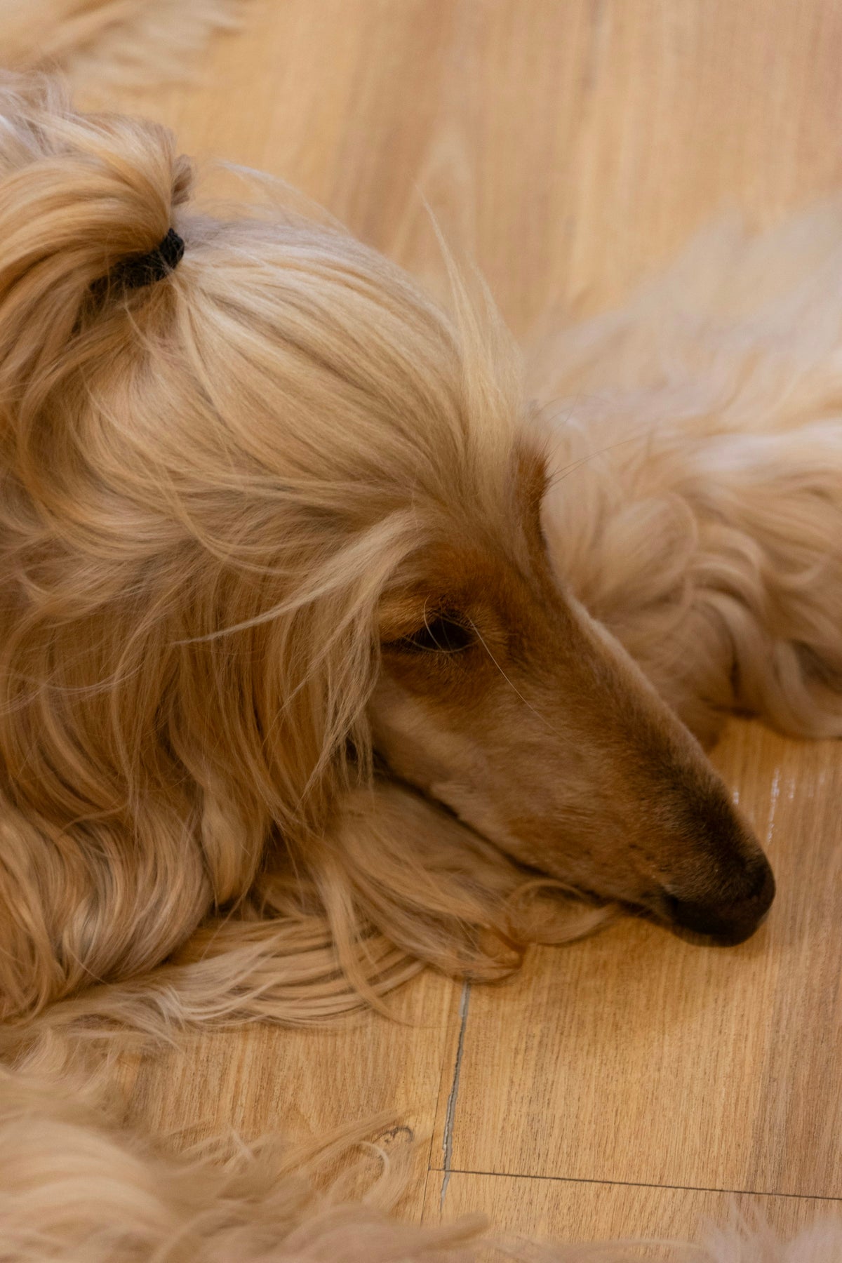 pawcare-hero-afghan-hound